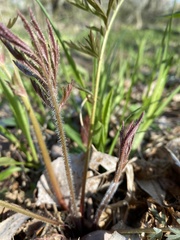 Geum triflorum