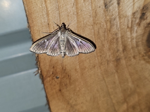Box Tree Moth