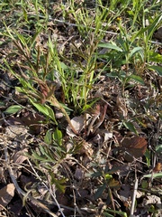 Geum triflorum