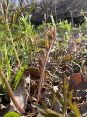 Geum triflorum