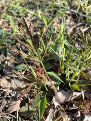 Geum triflorum