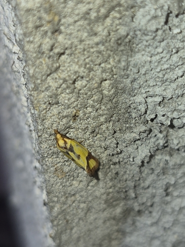 Knapweed Root Moth