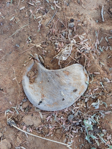 Camel Thorn