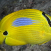 Bluespot Butterflyfish - Photo (c) Klaus Stiefel, some rights reserved (CC BY-NC)