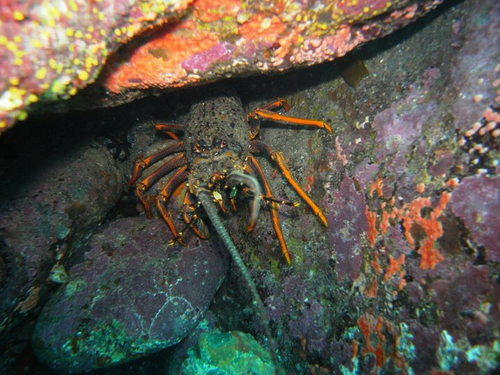 Jasus edwardsii