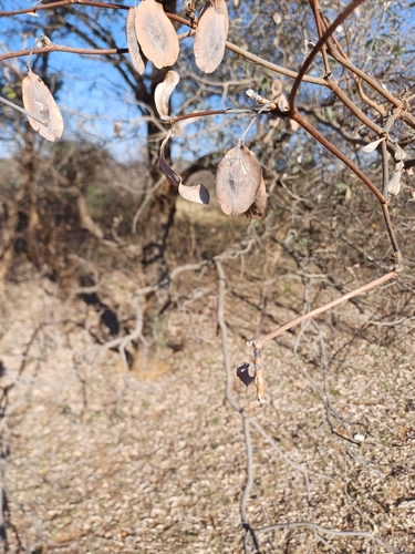 silver terminalia