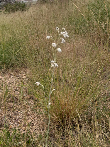 Arizona snakecotton