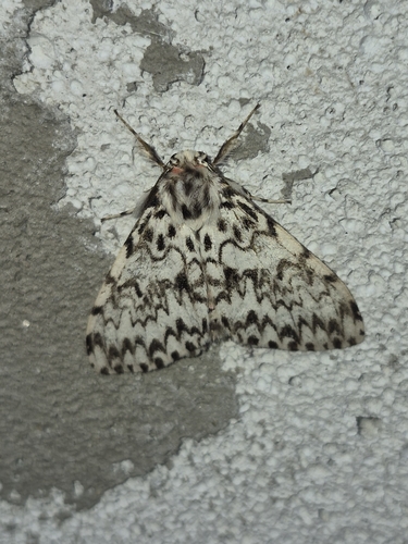 Black Arches
