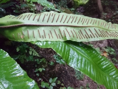 Asplenium scolopendrium