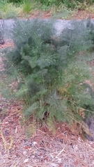 Foeniculum vulgare dulce