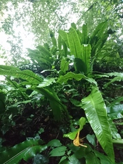 Asplenium scolopendrium