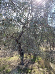 Santalum spicatum