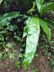 Asplenium scolopendrium
