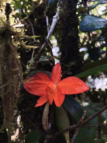 Cattleya coccinea, photograph 1