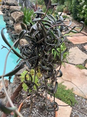 Kalanchoe beauverdii