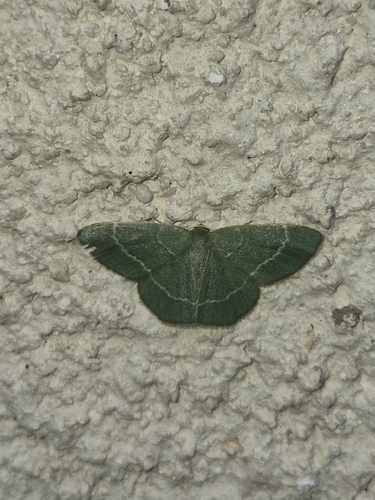 Southern Grass Emerald