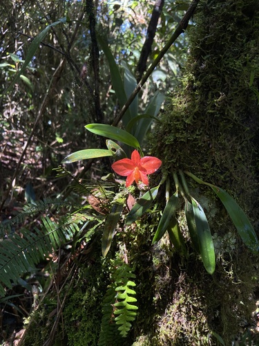 Cattleya coccinea, photograph 2