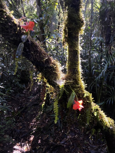 Cattleya coccinea, photograph 3