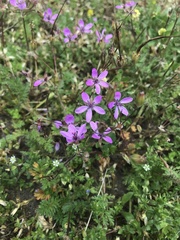 Erodium cicutarium