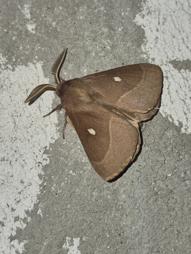 Grass Eggar