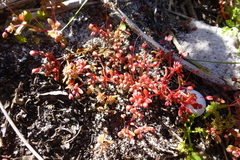 Crassula oblanceolata