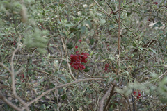Chenopodium parabolicum