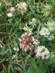 Trifolium nigrescens