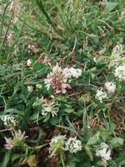 Trifolium nigrescens