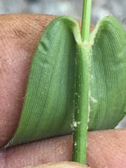 Dichanthelium ravenelii