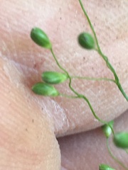 Dichanthelium ravenelii