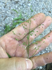 Dichanthelium ravenelii