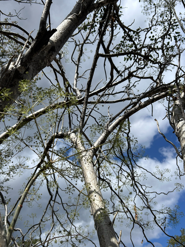 Steganotaenia araliacea, photograph 1