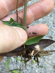 Dichanthelium ravenelii