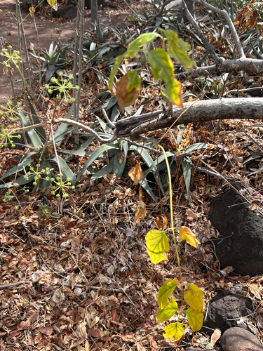 Steganotaenia araliacea, photograph 3