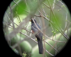 Trogon mesurus