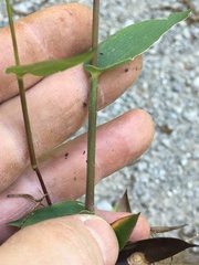 Dichanthelium ravenelii