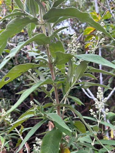 Buddleja salviifolia, photograph 6