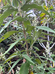 Buddleja salviifolia, photograph author not stated, no rights reserved
