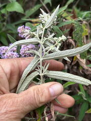 Buddleja salviifolia, photograph author not stated, no rights reserved