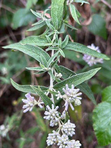 Buddleja salviifolia, photograph 4