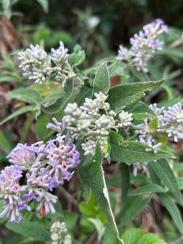 Buddleja salviifolia, photograph 3