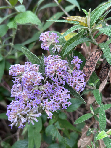 Buddleja salviifolia, photograph 2