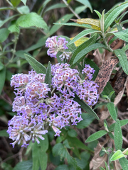 Buddleja salviifolia, photograph author not stated, no rights reserved