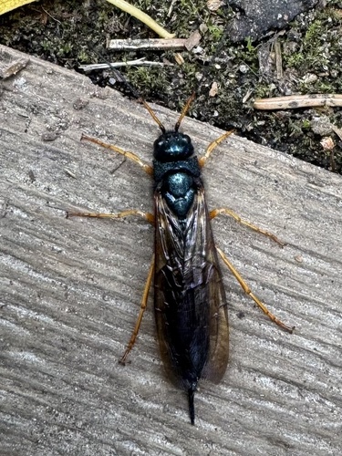 Steely-blue Woodwasp