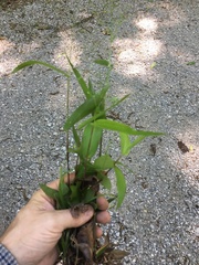 Dichanthelium ravenelii