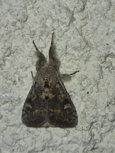 Iron Prominent