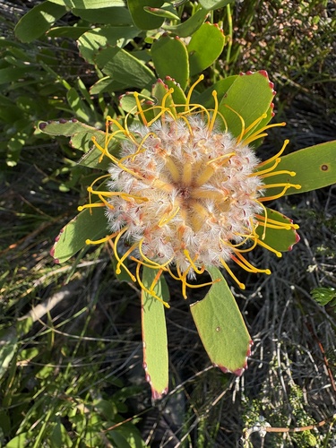 Leucospermum utriculosum