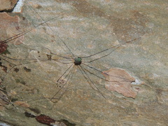 Leiobunum viridorsum