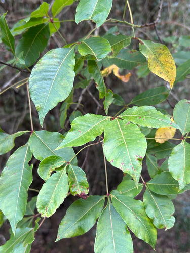 Searsia chirindensis, photograph 2