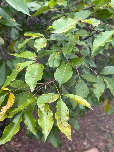 Searsia chirindensis, photograph 5